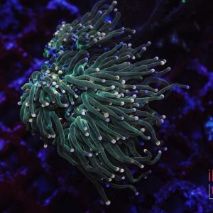 Euphyllia Torch Green Metallic (Per Head)