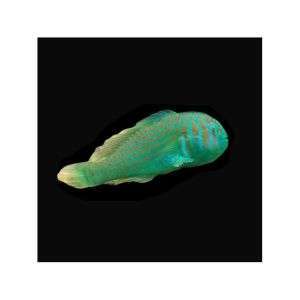Gobiodon Histrio - Green Clown Goby