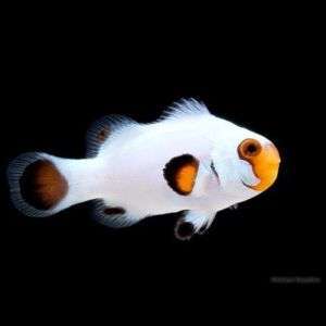 Amphiprion ocellaris (Wyoming White)