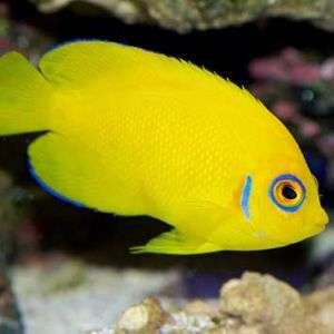 Centropyge Flavissima