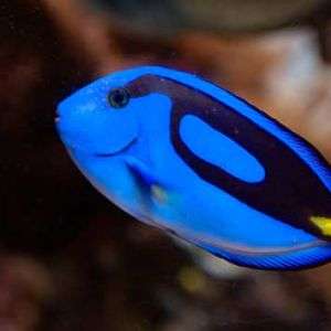 Paracanthurus Hepatus - Blue Tang (M-L)