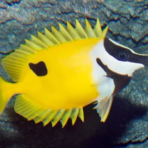 Siganus Unimaculatus (M)
