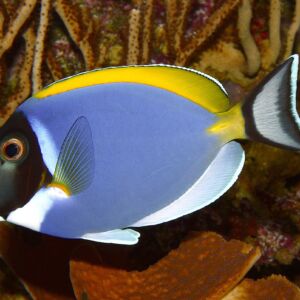 Acanthurus Leucosternon (S)