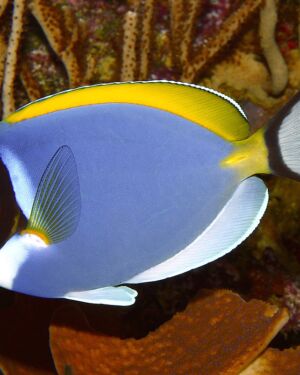 Acanthurus Leucosternon (S)