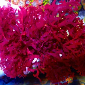 Gracilaria Curtissae (Cup)