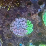Multi Flowerpot Coral bicolor Ultra Rare 1