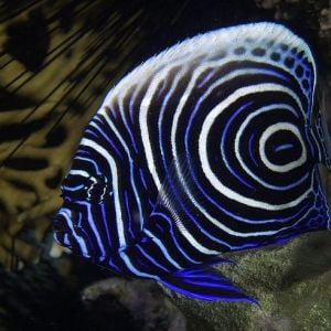 Pomacanthus Imperator Juv (M)