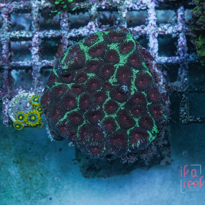Moon Stone Coral (Two Colour) WYSYWG 2