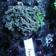 Multi Flowerpot Coral bicolor Ultra Rare 1