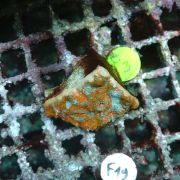 Enchinophyllia Sp. Frag S-M