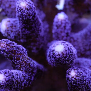 Stylophora Milka (M)