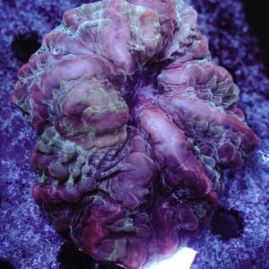 Cynarina Lacrymalis (Indophyllia Modern Coral) 2