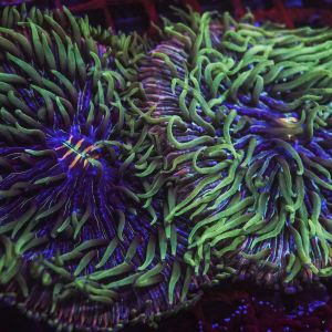 Fungia Sp. Two Colour 2-3