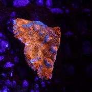 Enchinophyllia Sp. Frag S-M
