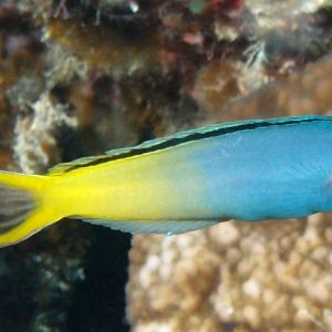 Meiacanthus Atrodorsalis