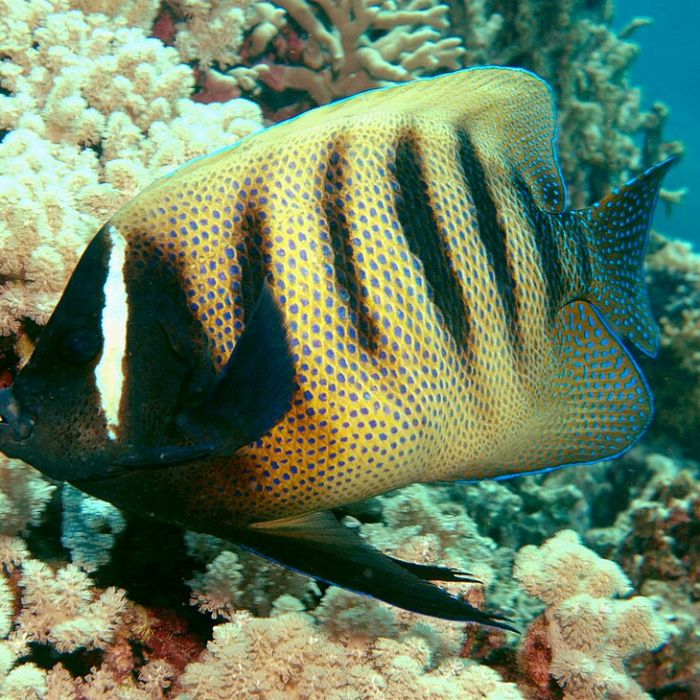 Pomacanthus Sexstriatus (M)