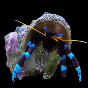 Calcinus Elegans