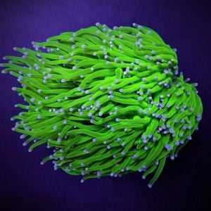 Euphyllia Glabrescens Blueberry (Per head)
