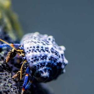 Clibanarius Tricolor (Hermit crab 1cm)