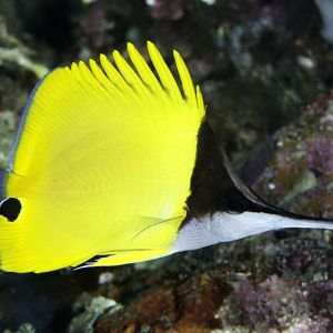 Forcipiger Longirostris (M-L)