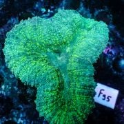 Lobophyllia sp. Green Australie