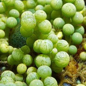 Caulerpa Macroalgea Green (Cup)