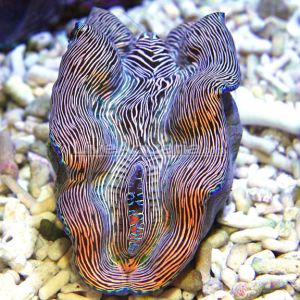 Tridacna Derasa Gold Blue (5-7cm)