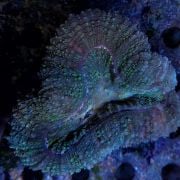 Lobophyllia sp. Green Australie