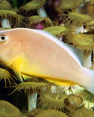 Amphiprion akallopisos (Skunk Clownfish)