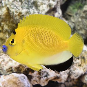 Apolemichthys Trimaculatus (S-M)