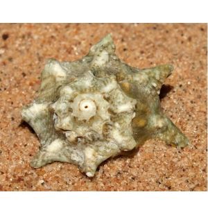 Astralium Calcar (Ninja Star Snail)