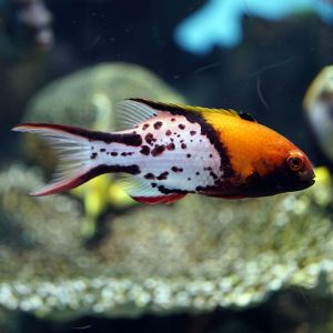 Bodianus Anthioides