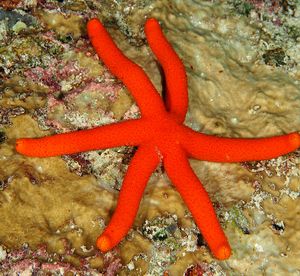 Echinaster Luzonicus