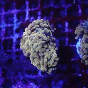 Euphyllia Paradivisa Pink A.C. (Per Head)