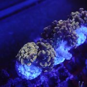 Euphyllia Paradivisa Pink A.C. (Per Head)