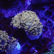 Euphyllia Paradivisa Pink A.C. (Per Head)