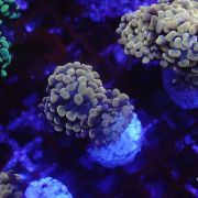 Euphyllia Paradivisa Pink A.C. (Per Head)