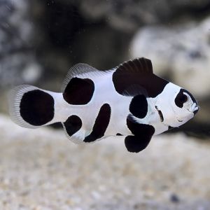 Amphiprion Ocellaris - Black Storm
