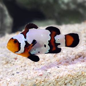 Amphiprion Ocellaris Black Ice (S)