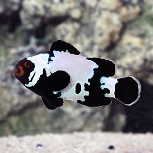 Amphiprion Ocellaris Black Snowflake (S)