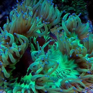 Catalaphyllia Jardinei (Frag)
