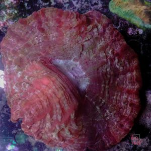 Indophyllia Pink Green