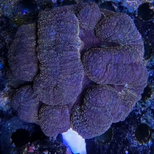 Lobophyllia Purple Orange Details (Large)