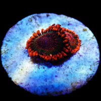 Zoanthus Krakatoa (Frag)