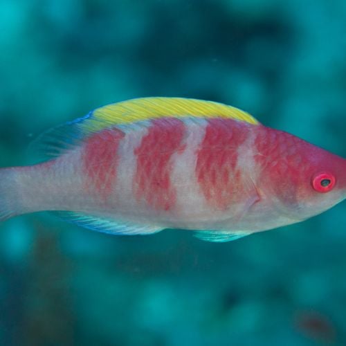 Cirrhilabrus Flavidorsalis (M)