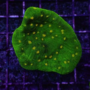 Echinophyllia sp. (Space Invader) (Frag)