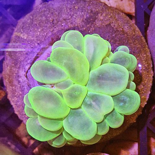 Plerogyra Sinuosa Green (Frag)