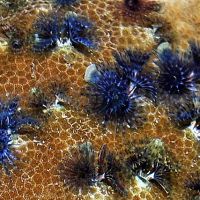 Porites Bisperma sp.