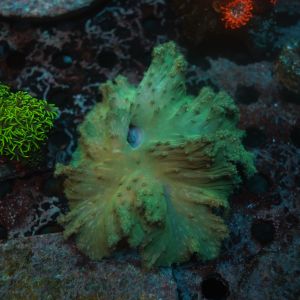 Neon Green Cabbage Leather (Sinularia brassica) WYSIWYG M-L