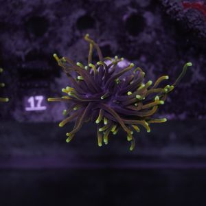 Euphyllia Dragon Soul (Per head)